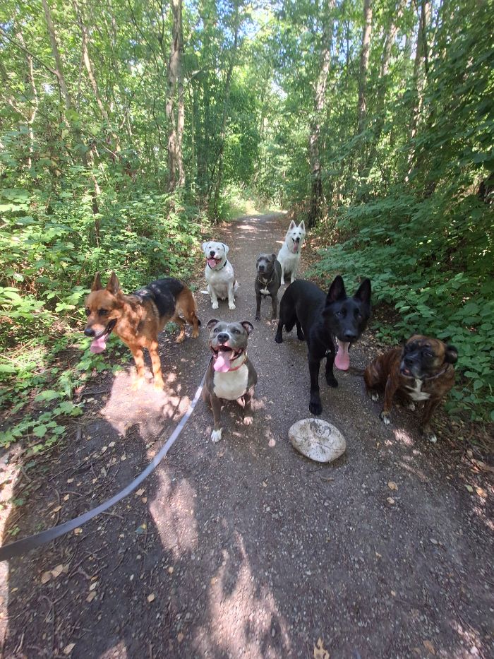 Groep honden samen op pad tijdens een boswandeling