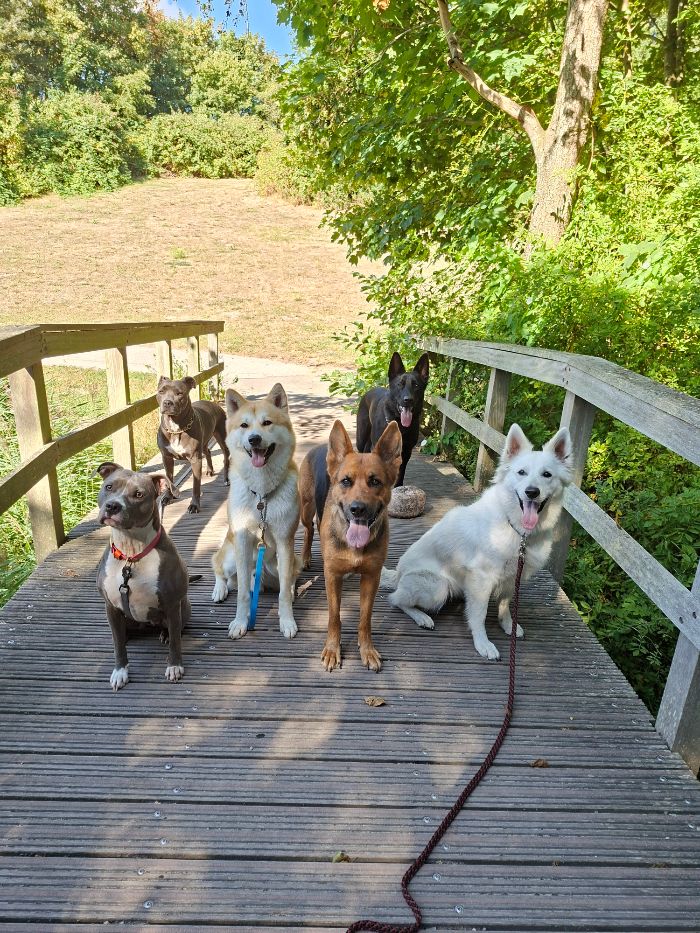 Groep honden samen op een houten brug tijdens de wandeling