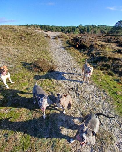 Honden lopen een zandpad op tussen de duinen onder een strakblauwe lucht.