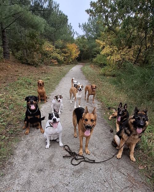 Negen honden zitten en staan bij elkaar op een bospad en kijken naar de begeleider.