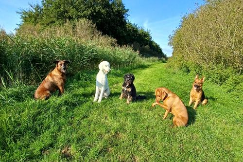 Zes honden zitten netjes op een rij in het gras langs een greppel en wachten op het teken om verder te gaan.