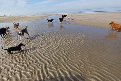 Honden rennen los over het natte strand bij laag water, met ribbels in het zand op de voorgrond.
