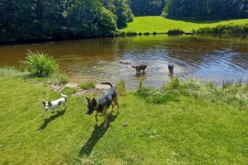 Honden zwemmen en spelen in een sloot langs een grasveld op een zomerse dag.